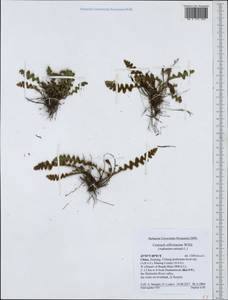 Asplenium ceterach subsp. ceterach, South Asia, South Asia (Asia outside ex-Soviet states and Mongolia) (ASIA) (China)