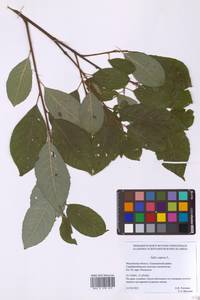 Salix caprea L., Eastern Europe, Moscow region (E4a) (Russia)