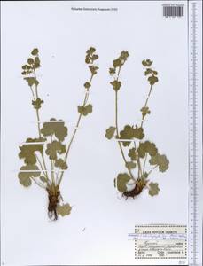 Alchemilla schistophylla Juz., Eastern Europe, Central forest-and-steppe region (E6) (Russia)