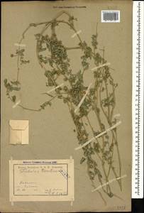 Tribulus terrestris L., Caucasus, Armenia (K5) (Armenia)