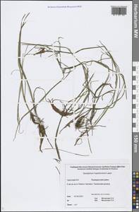 Sparganium hyperboreum Laest. ex Beurl., Siberia, Chukotka & Kamchatka (S7) (Russia)