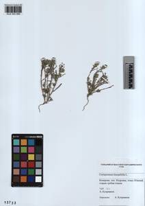 KUZ 003 569, Corispermum hyssopifolium L., Siberia, Altai & Sayany Mountains (S2) (Russia)