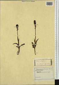 Neotinea ustulata (L.) R.M.Bateman, Pridgeon & M.W.Chase, Western Europe (EUR) (Not classified)