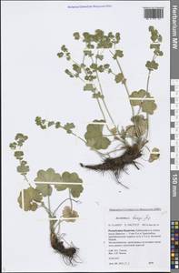 Alchemilla bungei Juz., Siberia, Baikal & Transbaikal region (S4) (Russia)