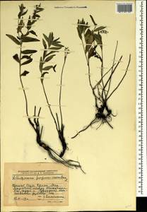 Aegonychon purpurocaeruleum (L.) Holub, Crimea (KRYM) (Russia)