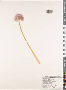 Allium fistulosum L., Eastern Europe, Central region (E4) (Russia)