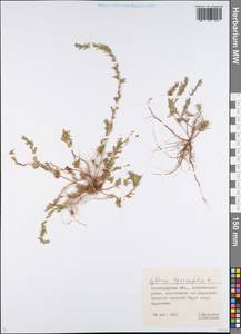 Lythrum hyssopifolia L., Eastern Europe, Lower Volga region (E9) (Russia)