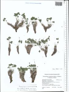 Paraquilegia anemonoides (Willd.) Engl. ex Ulbr., Middle Asia, Pamir & Pamiro-Alai (M2) (Kyrgyzstan)