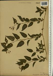 Solanum dulcamara L., Eastern Europe, Moscow region (E4a) (Russia)