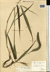Setaria viridis (L.) P.Beauv., Eastern Europe, Central forest region (E5) (Russia)