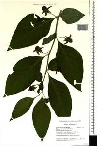 Atropa belladonna L., Crimea (KRYM) (Russia)