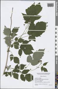 Rubus idaeus L., Eastern Europe, Central region (E4) (Russia)