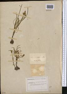 Gelasia tuberosa (Pall.) Zaika, Sukhor. & N. Kilian, Middle Asia, Caspian Ustyurt & Northern Aralia (M8) (Kazakhstan)
