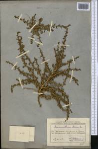 Amaranthus albus L., Middle Asia, Caspian Ustyurt & Northern Aralia (M8) (Kazakhstan)