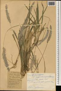 Imperata cylindrica (L.) Raeusch., South Asia, South Asia (Asia outside ex-Soviet states and Mongolia) (ASIA) (China)