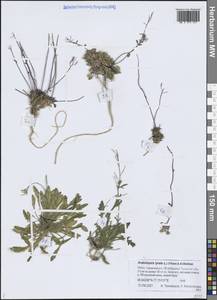 Arabidopsis lyrata subsp. lyrata, Siberia, Western Siberia (S1) (Russia)