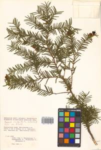 Taxus cuspidata Siebold & Zucc., Siberia, Russian Far East (S6) (Russia)