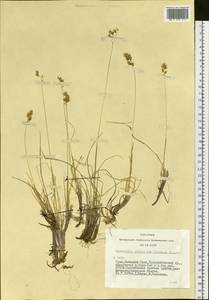 Anthoxanthum monticola (Bigelow) Veldkamp, Siberia, Altai & Sayany Mountains (S2) (Russia)