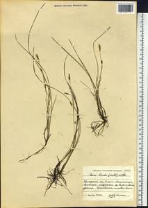 Carex livida (Wahlenb.) Willd., Siberia, Russian Far East (S6) (Russia)