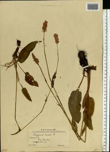 Bistorta officinalis subsp. officinalis, Eastern Europe, West Ukrainian region (E13) (Ukraine)