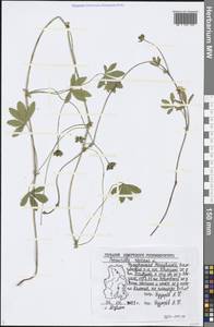 Potentilla reptans L., Eastern Europe, Volga-Kama region (E7) (Russia)