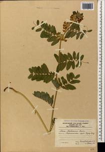 Vicia balansae Boiss., Caucasus, South Ossetia (K4b) (South Ossetia)