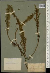 Artemisia chamaemelifolia Vill., Caucasus, Armenia (K5) (Armenia)