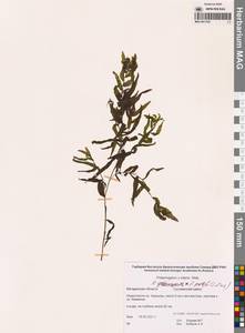 Potamogeton × nitens Weber, Siberia, Chukotka & Kamchatka (S7) (Russia)