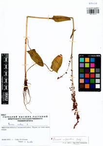 Rumex arifolius All., Siberia, Baikal & Transbaikal region (S4) (Russia)