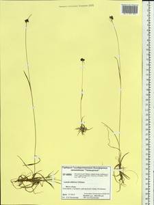 Luzula multiflora subsp. sibirica V. I. Krecz., Siberia, Central Siberia (S3) (Russia)