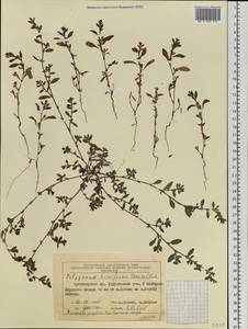 Polygonum humifusum Mert. ex C. Koch, Siberia, Central Siberia (S3) (Russia)