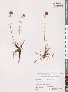 Armeria maritima subsp. sibirica (Turcz. ex Boiss.) Nyman, Siberia, Chukotka & Kamchatka (S7) (Russia)