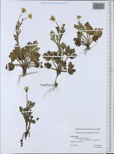 Ranunculus oxyspermus Willd., Middle Asia, Kopet Dag, Badkhyz, Small & Great Balkhan (M1) (Turkmenistan)
