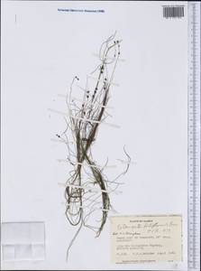 Stuckenia filiformis (Pers.) Börner, America (AMER) (United States)