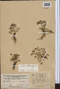 Schulzia albiflora (Kar. & Kir.) Popov, Middle Asia, Dzungarian Alatau & Tarbagatai (M5) (Kazakhstan)