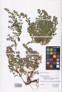 MHA 0 155 272, Teucrium scordium L., Eastern Europe, Central forest-and-steppe region (E6) (Russia)