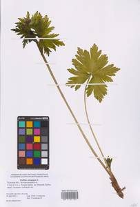 Trollius europaeus L., Eastern Europe, Central region (E4) (Russia)