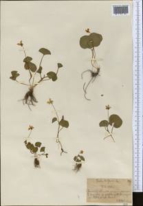 Viola biflora L., Middle Asia, Northern & Central Tian Shan (M4) (Kazakhstan)