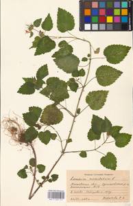 Lamium maculatum (L.) L., Eastern Europe, Moscow region (E4a) (Russia)