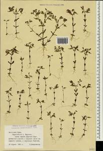 Cerastium ramosissimum Boiss., Crimea (KRYM) (Russia)