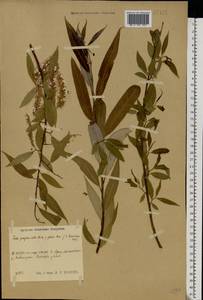 Salix × rubens Schrank, Eastern Europe, Central region (E4) (Russia)