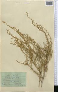 Nitrosalsola orientalis (S. G. Gmel.) Theodorova, Middle Asia, Syr-Darian deserts & Kyzylkum (M7)