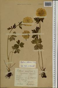 Trollius altaicus C. A. Mey., Siberia, Altai & Sayany Mountains (S2) (Russia)