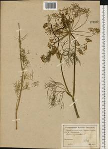 Anethum graveolens L., Eastern Europe, Moscow region (E4a) (Russia)