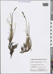 Carex rigidioides (Gorodkov) V.I.Krecz., Siberia, Central Siberia (S3) (Russia)