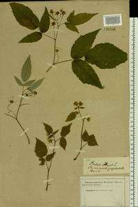 Rubus idaeus L., Eastern Europe, Western region (E3) (Russia)