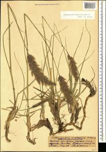 Calamagrostis pseudophragmites (Haller f.) Koeler, Caucasus, Stavropol Krai, Karachay-Cherkessia & Kabardino-Balkaria (K1b) (Russia)