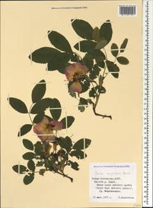 Rosa oxyodon Boiss., Caucasus, North Ossetia, Ingushetia & Chechnya (K1c) (Russia)