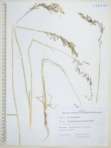 Deschampsia cespitosa subsp. cespitosa, Siberia, Russian Far East (S6) (Russia)