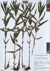 Lysimachia thyrsiflora L., Siberia, Altai & Sayany Mountains (S2) (Russia)